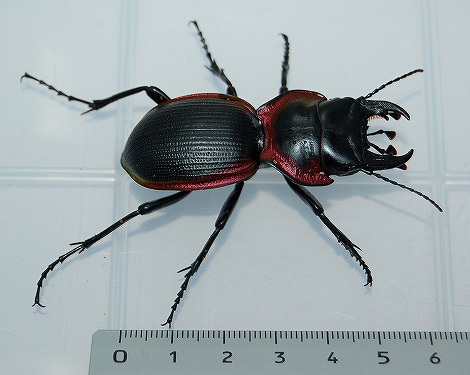 生き物（昆虫・他） ＞ 昆虫の仲間 ＞ ゴミムシ ＞ ラオス産アカヘリ