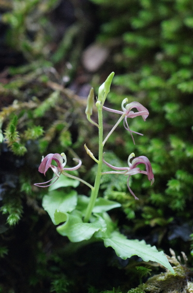 フガクスズムシソウ