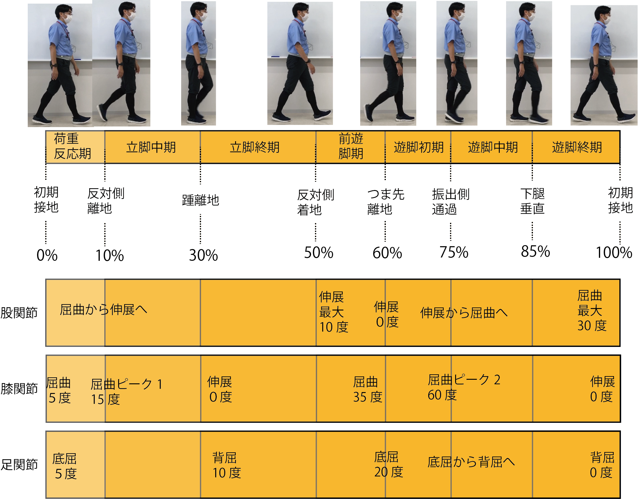 運動分析学入門：歩行分析（関節運動）