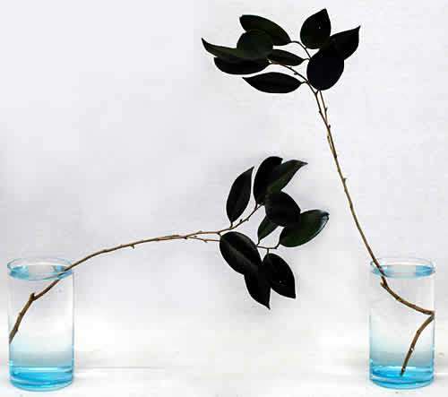 いけばなの形と技術の基本