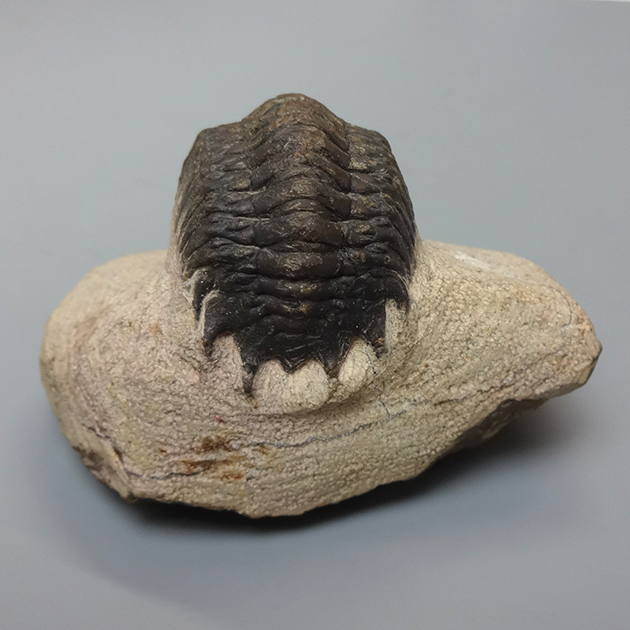 三葉虫（Crotalocephalina）｜化石販売・鉱物販売の東京サイエンス