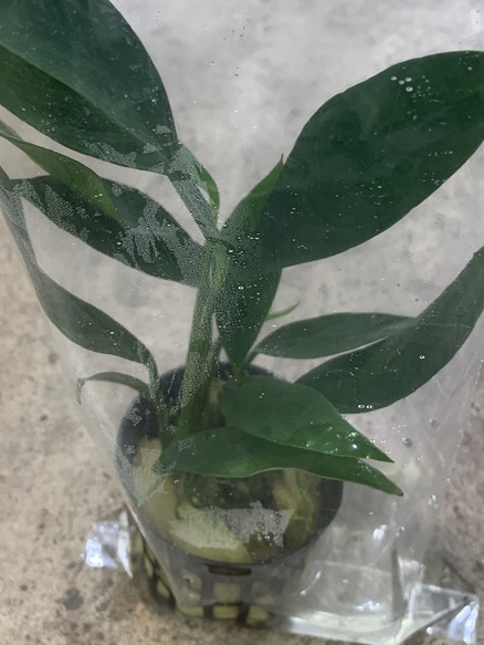 アヌビアス・ランケオラータ Anubias lanceolata 【アクアフィールド