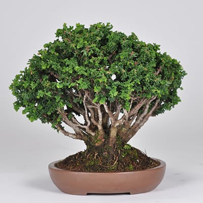 匠の盆栽】石化ヒノキ 1点もの No.259【平松浩二】の盆栽を販売｜盆栽