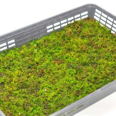 忍苔(シノブゴケ)大トレーの盆栽を販売｜盆栽妙 – 盆栽妙 本店