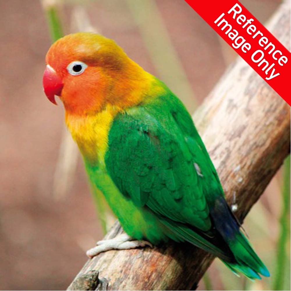 Hand Fed Fischer's Lovebird / Mutation - Agapornis fischeri