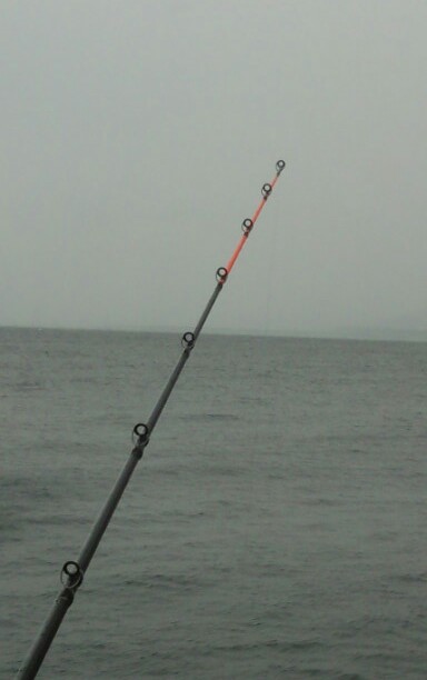 薩摩隼人のrockfishきばろかい♪】 シューティンウェイ…少し見た目インプレ