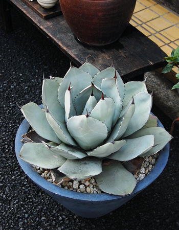 アガベ・パリー - Collection : コレクション - NEO GREEN : ネオグリーン