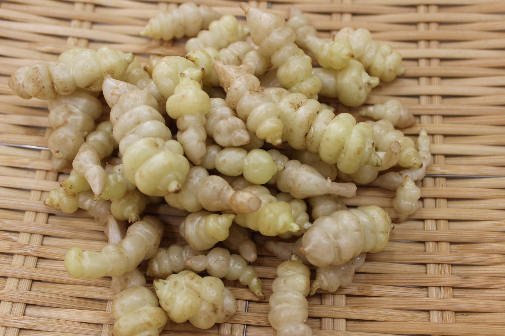 チョロギ／道の駅かなん