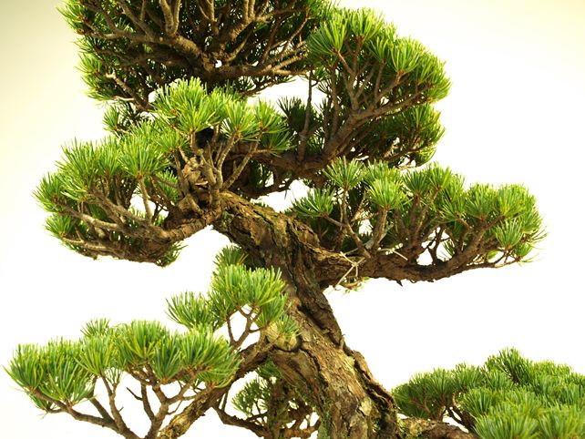 五葉松盆栽 模様木 No.a6-3 | 五葉松 専門盆栽園 松風園(しょうふう