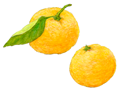 柚子彩のゆずについて | 柚子彩（ゆずいろ）- 株式会社メセナ食彩センター