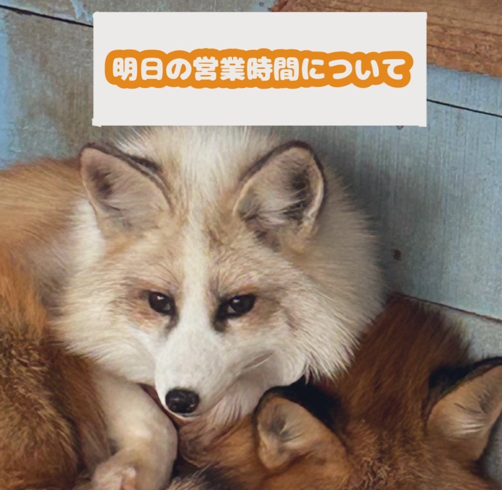 宮城蔵王キツネ村