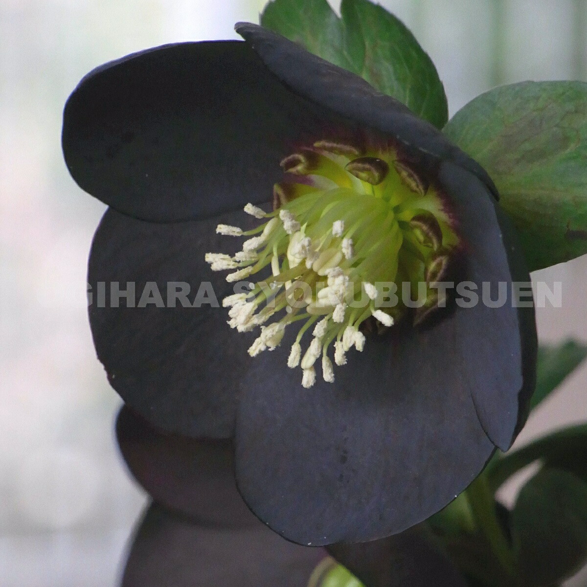 楽天市場】クリスマスローズ 'ブラックパール'（メリクロン小苗） : お