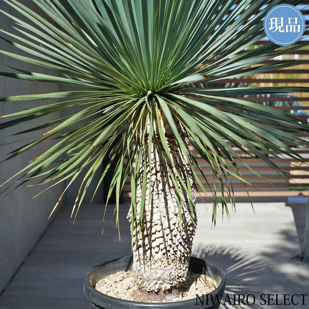 楽天市場】【現品】【 ロストラータ ブルーサンダー】ユッカ 自然風樹