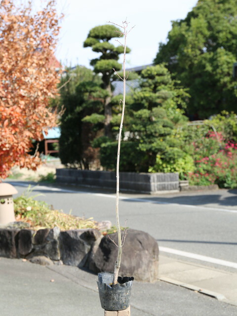 楽天市場】コハウチワカエデ 実生 1.2m 15cmポット 4本 苗 : トオヤマ