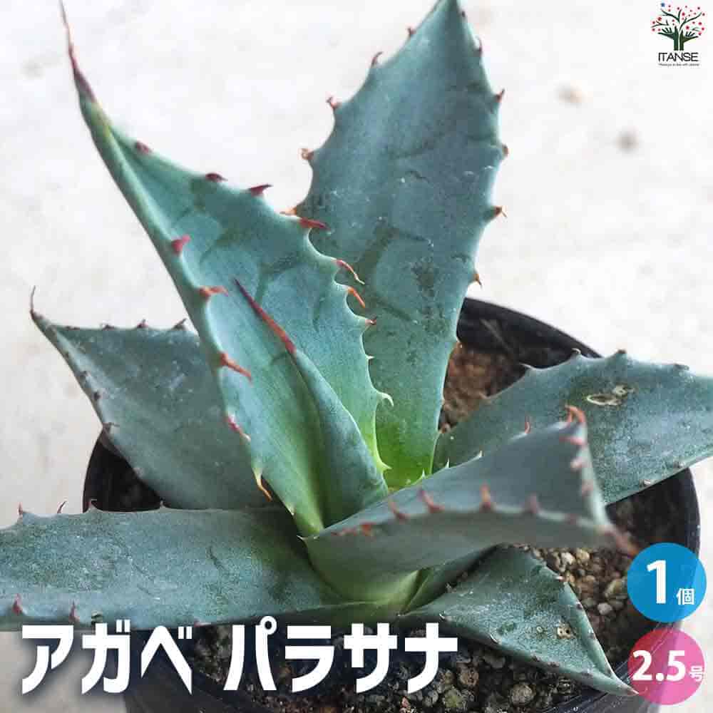 楽天市場】【SS期間☆P5倍】アガベ パラサナ 多肉植物 2.5号鉢