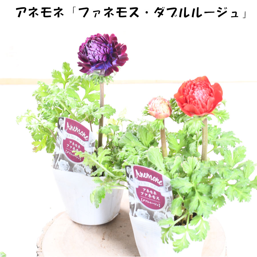 楽天市場】【決算特価セール！】 アネモネ ファネモス ダブルルージュ