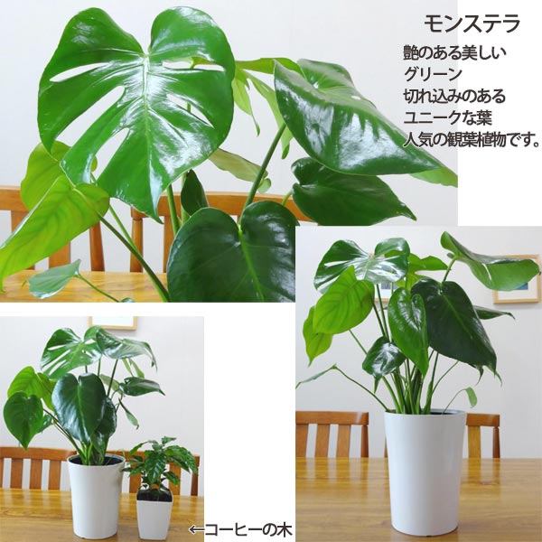 楽天市場】5号鉢も入ってこの価格！【送料無料】□観葉植物□観葉植物