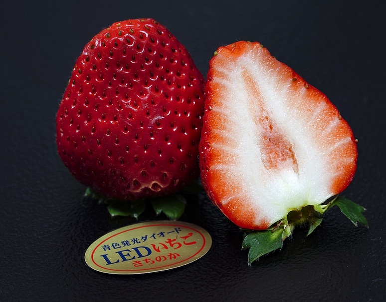 竹内農園 LEDいちご「とくしまいちご（品種 さちのか）」徳島県産 2