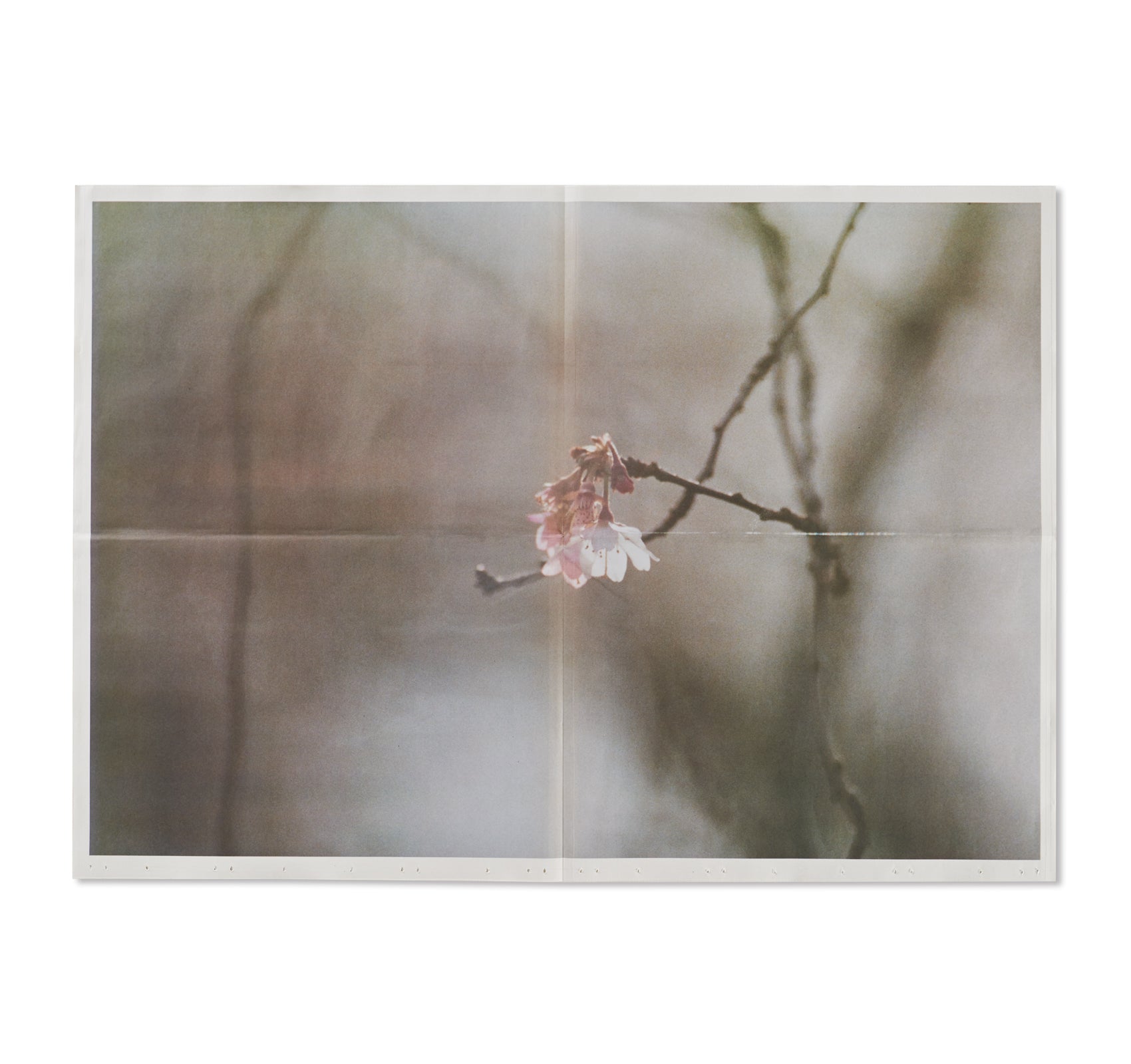 FLOWERS by Lina Scheynius – twelvebooks