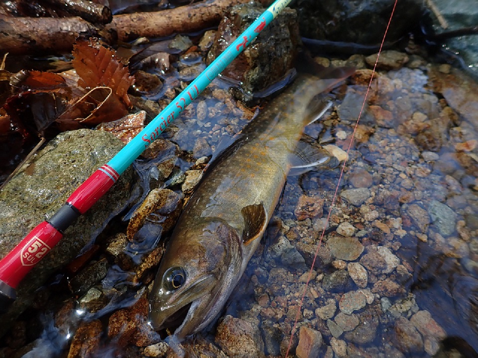 TULALA | Ford every stream | » 【STAFF】渓流スピニング ソルシエ