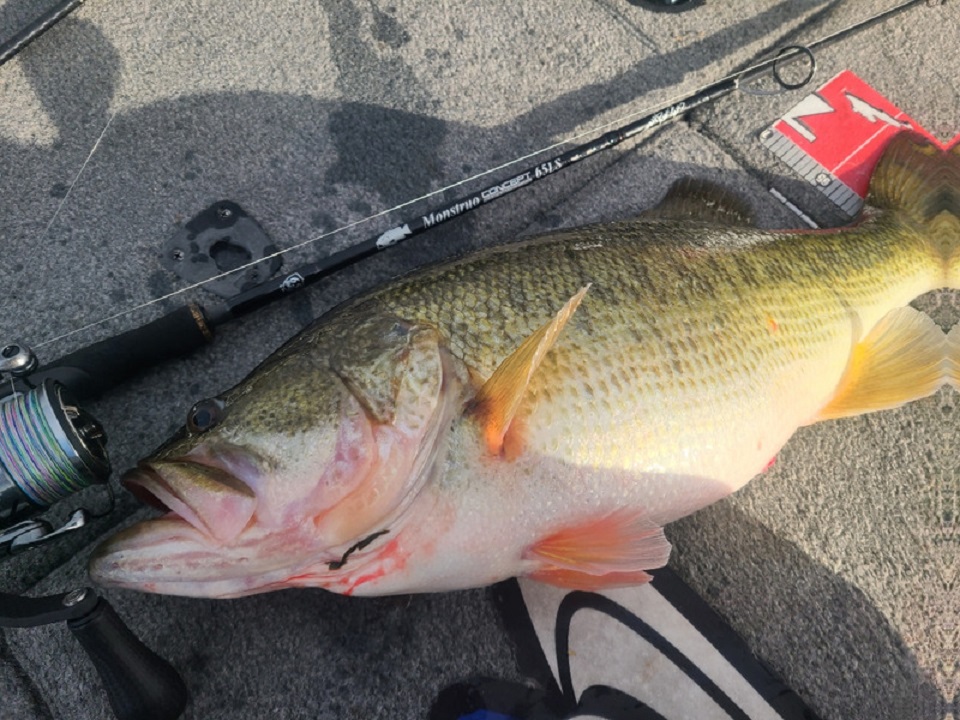 TULALA | Ford every stream | » 【公式】モンストロ “コンセプト