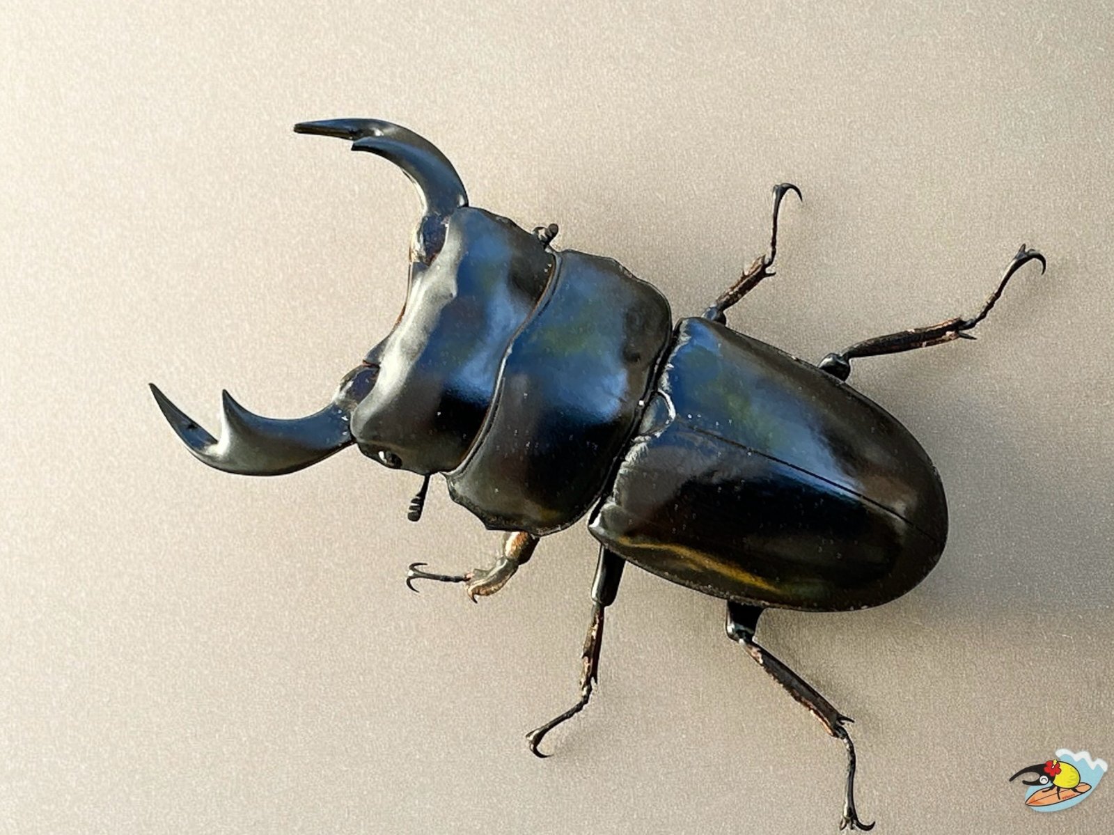 アンタエウスオオクワガタ♂78mmペア販売 九十九里クワガタファーム