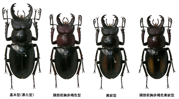 日本のミヤマクワガタについて知っていること