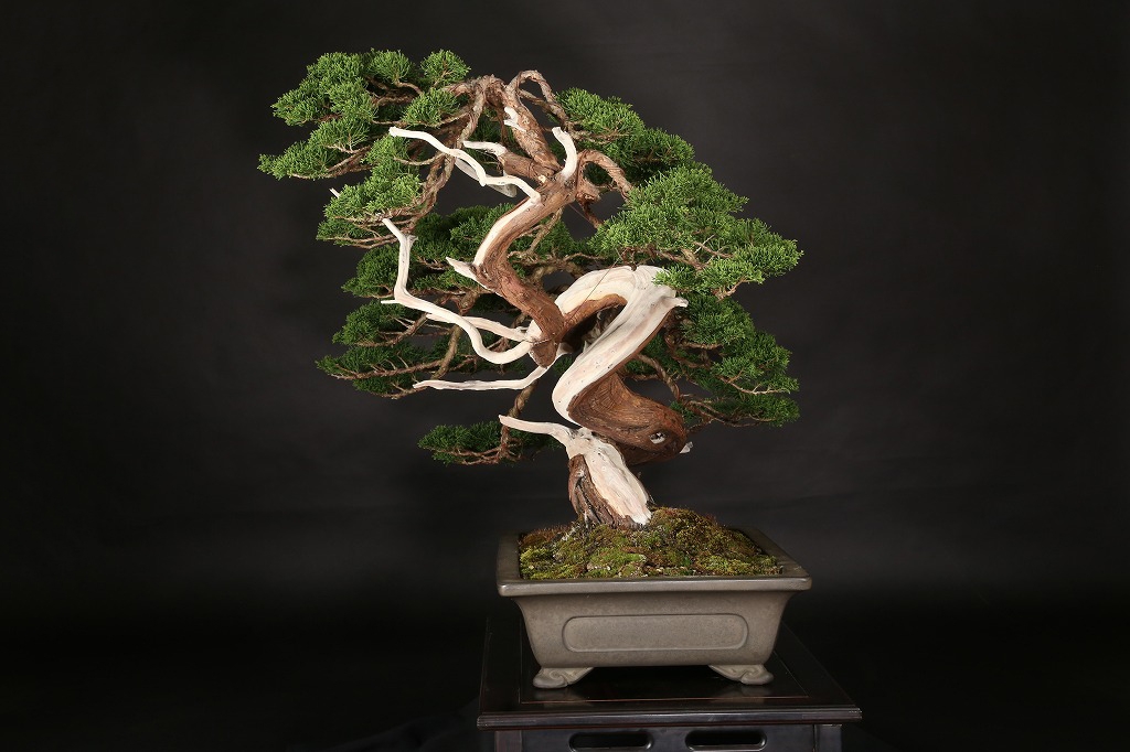 真柏 約100年 | 雨竹亭オンラインショップ