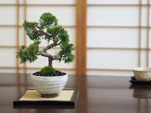 真柏｜盆栽妙 – 盆栽妙 本店