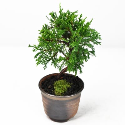 松盆栽 松柏類のミニ盆栽販売｜盆栽妙 – 盆栽妙 本店