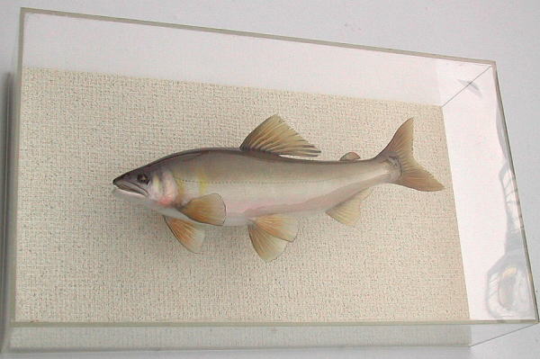 鮎剥製【魚類剥製工房フィッシュクラフトマツモト】