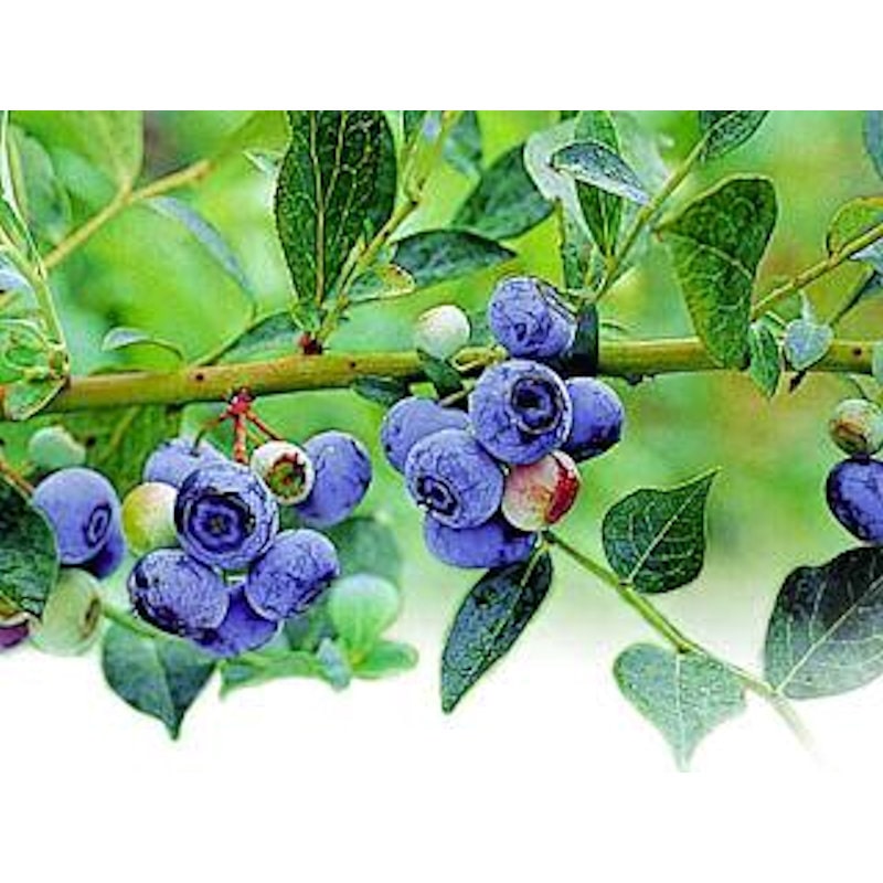 春予約】 ブルーベリー苗 大実ラビットアイ系 コロンブス 【申込期限