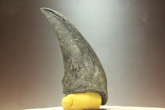 レプリカと間違えるほどの超絶美麗なアロサウルスのフットクロウ 恐竜 販売