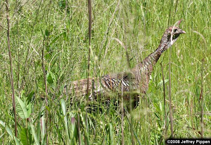 Wild Turkey (Meleagris gallopavo)
