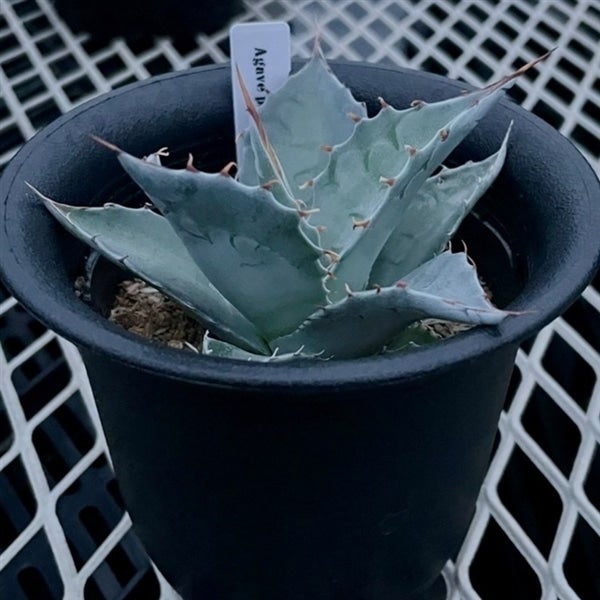 埼玉県産 多肉植物 アガベ（パラサナ）: 埼玉・暮らしのとなりが産地