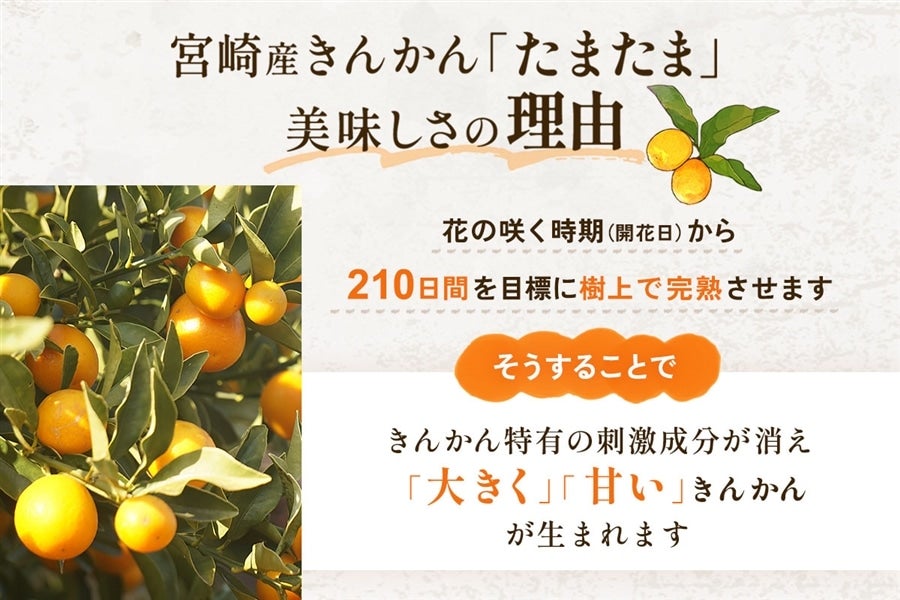 宮崎完熟きんかん【たまたまエクセレント】1kg: JAみやざき Tege