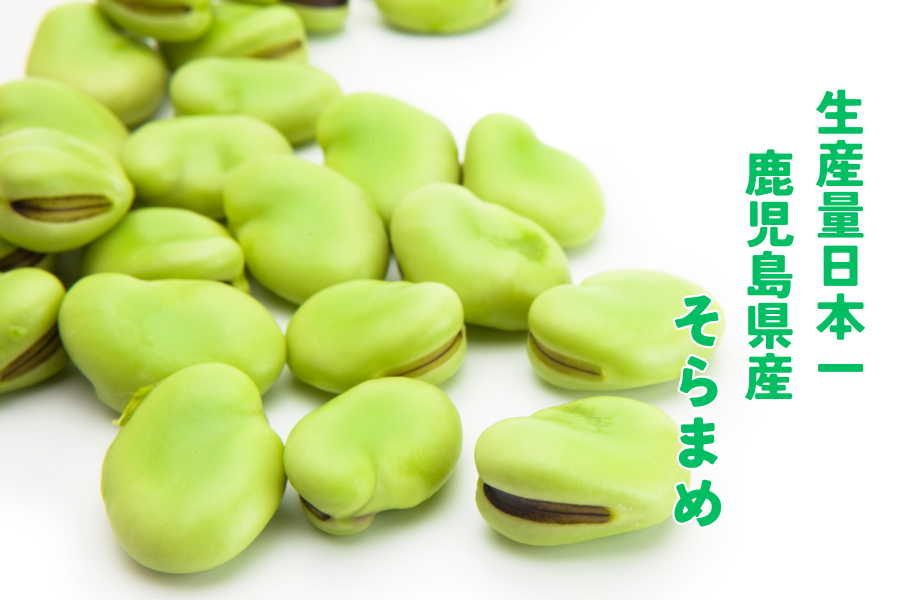 鹿児島県産 そらまめ2kg【関東より発送】: JA鹿児島県経済連 鹿児島