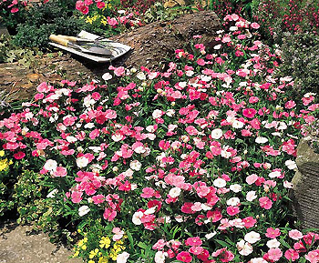 ナデシコ 四季咲き「カラーマジシャン」 ／ タキイ種苗株式会社