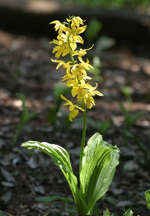 四季の山野草（ガンゼキラン）