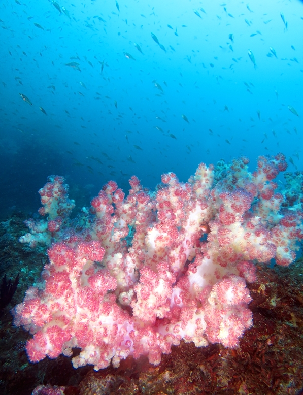 江之浦お祭りで初ボートと初ドラえもん!? - PADIスキューバダイビング
