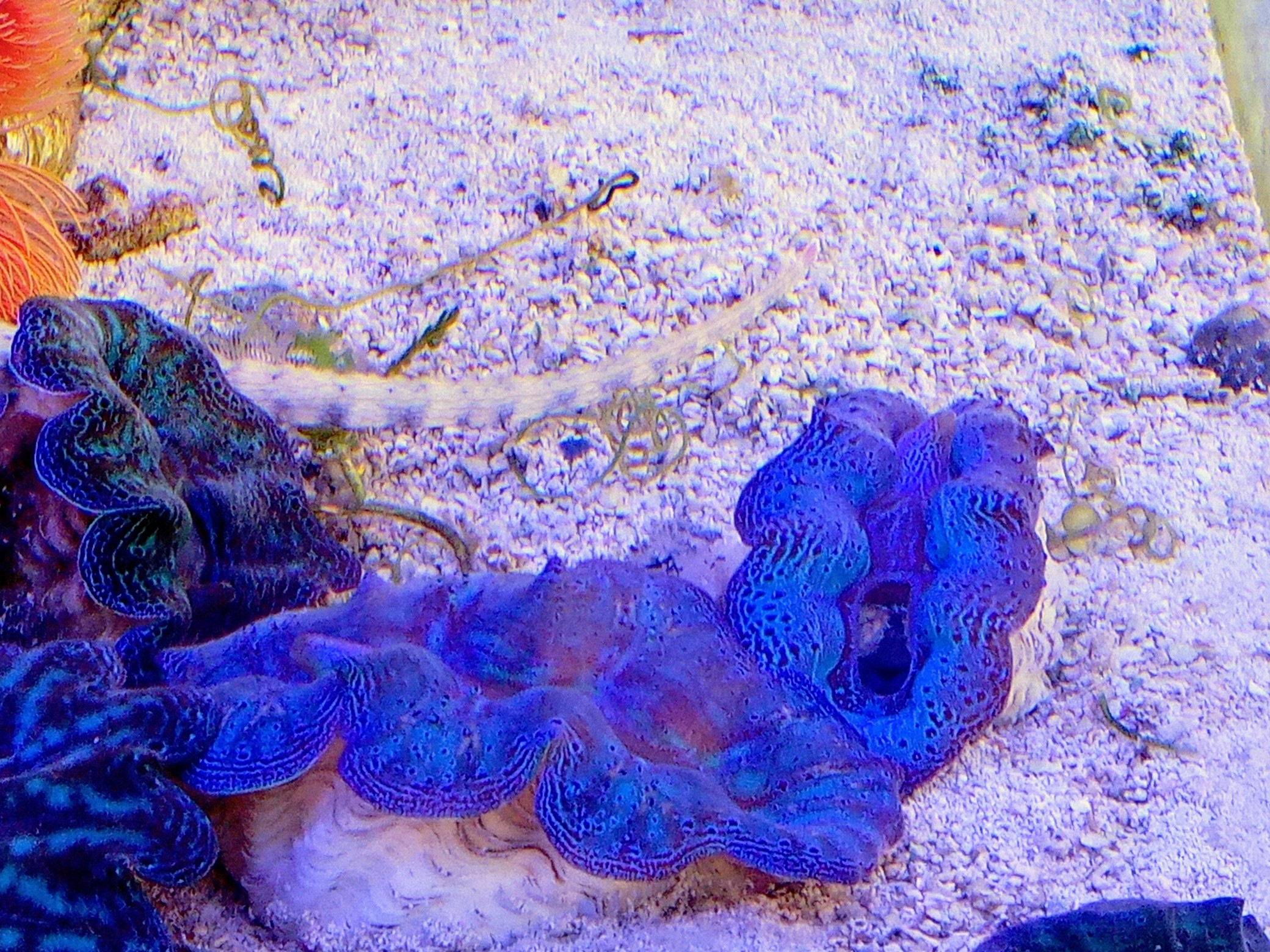 入荷稀☆極美スペシャル個体！沖縄産ヒメシャコガイ