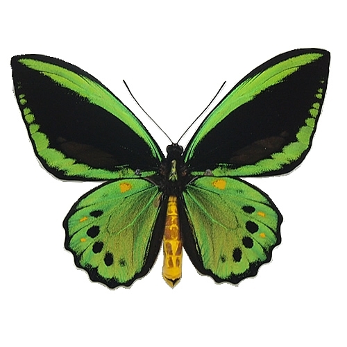 メガネトリバネアゲハ , 蝶の標本 販売・通販のNatureShop|モルフォや