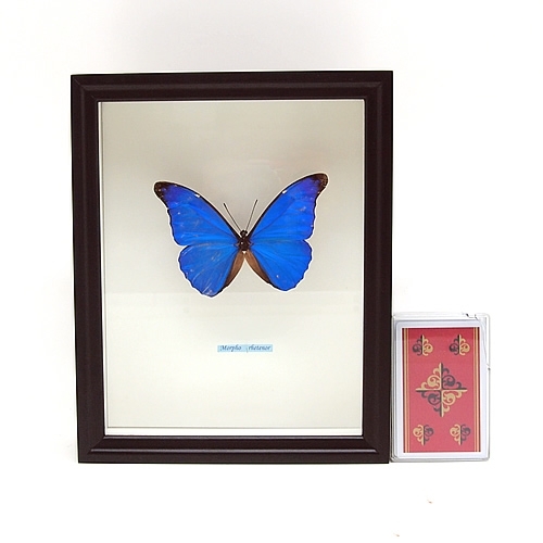 レテノールモルフォ , 蝶の標本 販売・通販のNatureShop|モルフォや