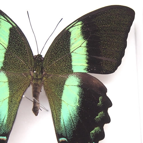 オオルリオビアゲハ , 蝶の標本 販売・通販のNatureShop|モルフォや