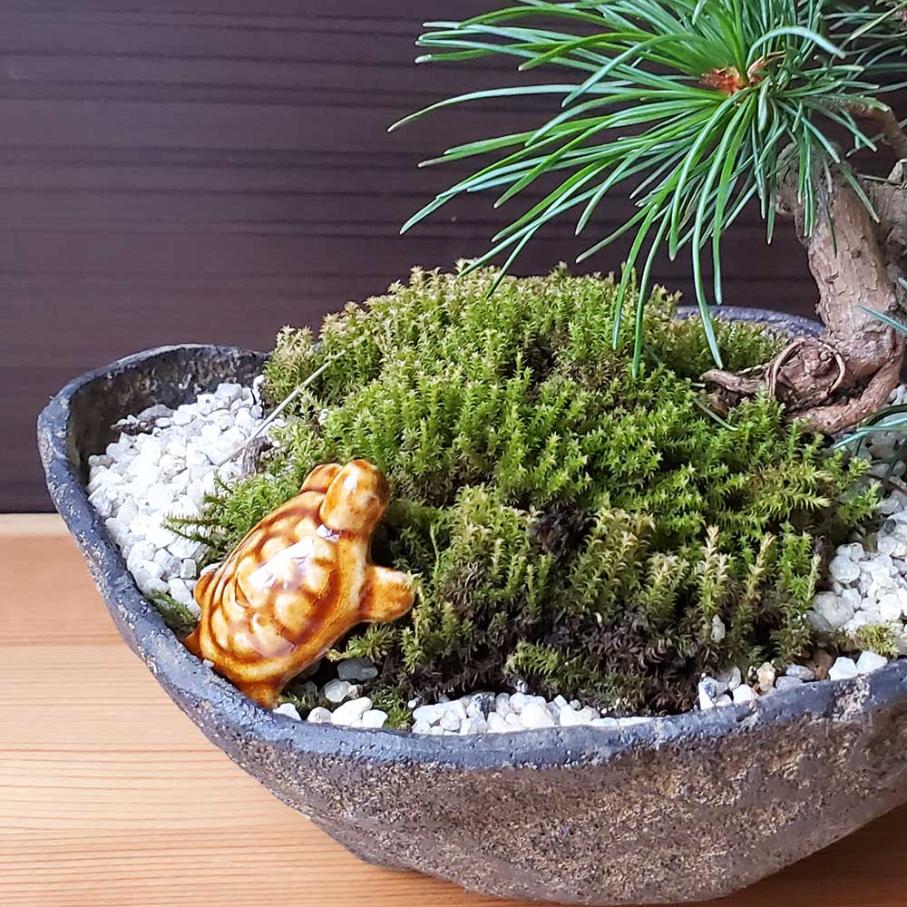添配や盆景に【ミニチュア 茶亀（ちゃがめ） 幅3．5cm】かめ カメ