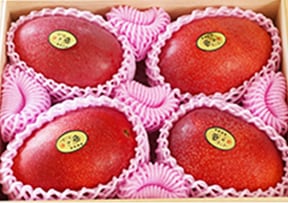 摘果マンゴー（青マンゴー） 沖縄 燦々マンゴー【公式通販2023