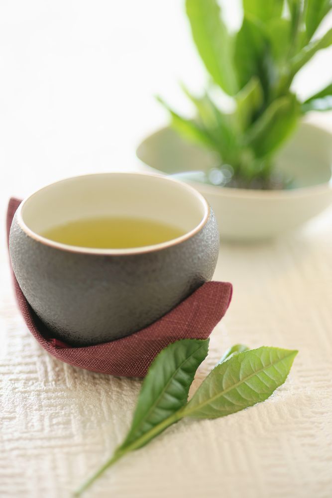 八女煎茶,ティ―バッグ,八女茶,503,煎茶 商品詳細｜八女茶の通販,深蒸し