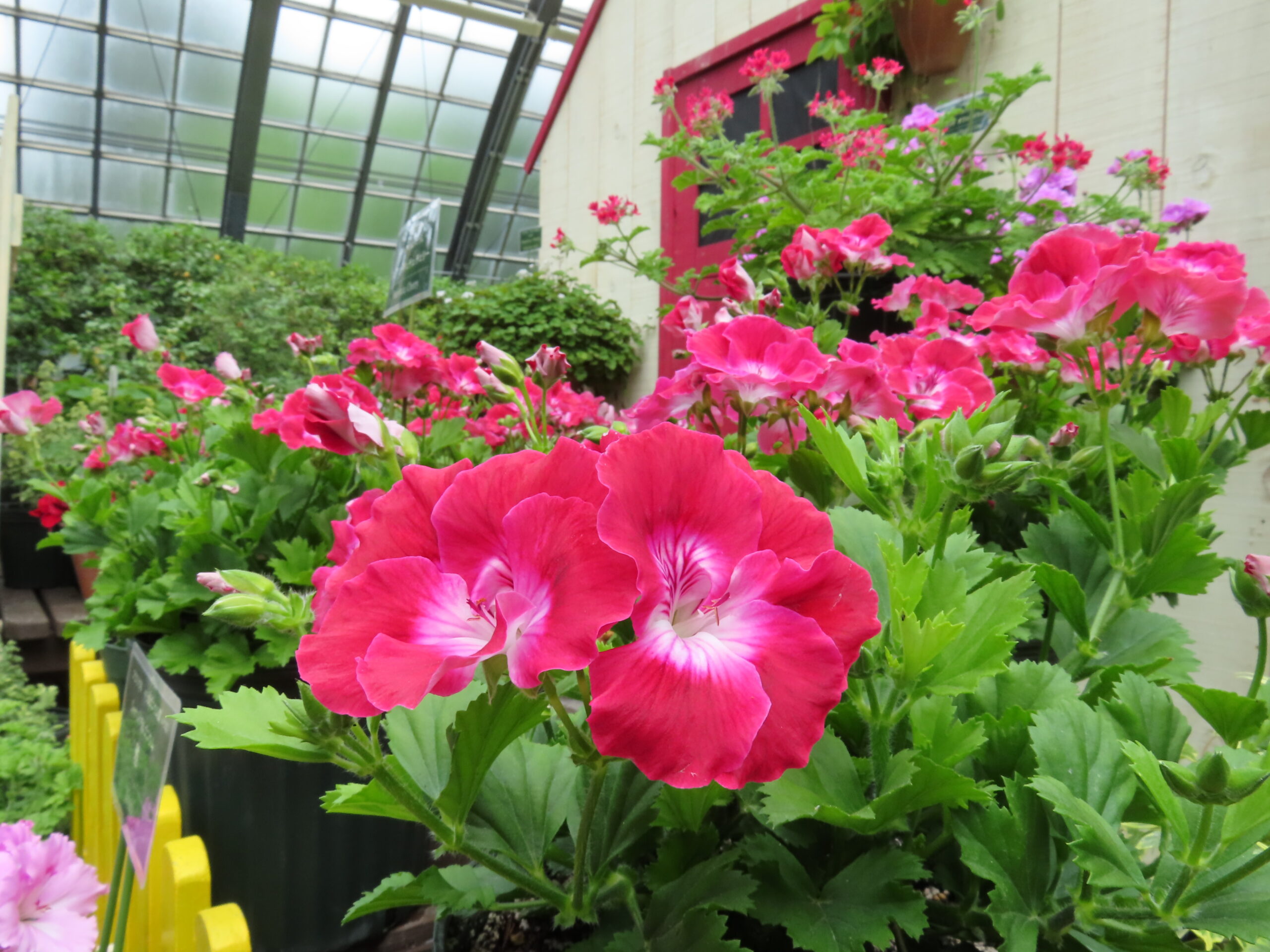 色鮮やかなゼラニウムの展示会は明日6月3日から開催 | 百合が原公園