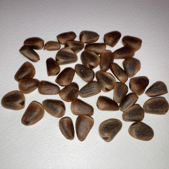 9997120【北海道産】殻付き松の実 30g 鳥専門店 BIRD MORE