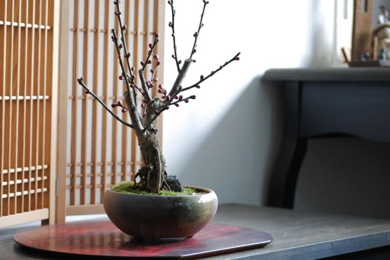 梅 (野梅系紅花八重咲き)[寒衣] 大品盆栽 楽天市場】寒紅梅盆栽 八重咲